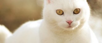 White cat in a dream