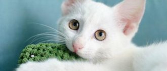 white kitten in a dream
