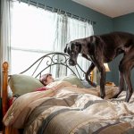 What does a big dog mean in dreams?