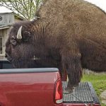 buffalo attacks