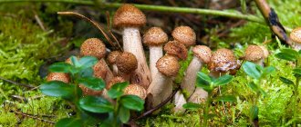 What do honey mushrooms mean in a dream: an increase in capital or a rash act?