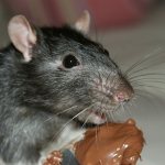 What does it mean if a rat bites you in a dream?