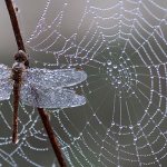 If you dream of a cobweb - what to expect? Interpretation from dream books 