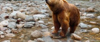 Photo of a bear on the rocks