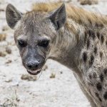 Hyena in a dream