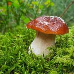 Mushrooms in a dream