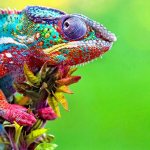 chameleon can change its color