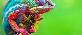 chameleon can change its color