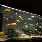 Why do you dream about an aquarium?