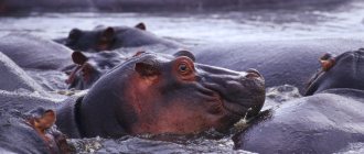 Why does a woman dream about a hippopotamus?