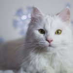 Why do you dream about a white cat?