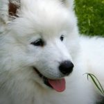 Why do you dream of a white dog: full interpretation from dream books