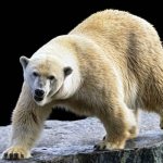 Why do you dream of a polar bear: what the dream books of Miller, Vanga, Nostradamus and Freud and others say. Interpretation of dreams about a polar bear 