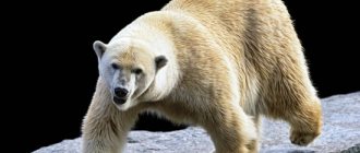 Why do you dream of a polar bear: what the dream books of Miller, Vanga, Nostradamus and Freud and others say. Interpretation of dreams about a polar bear 