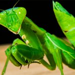 Why do you dream about a praying mantis?
