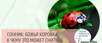 к чему снится божья коровка