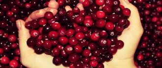Why do you dream about lingonberries?