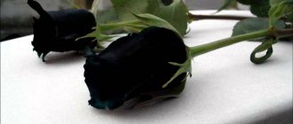 why do you dream of a bouquet of black roses