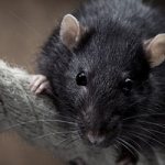 Why do you dream about a black rat?