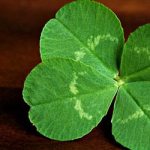 Why do you dream of a four-leaf clover?