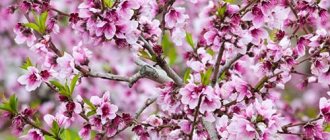 Why do you dream of a blooming almond tree?