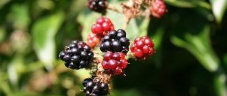 Why do blackberries dream: a girl, a woman, a pregnant woman, a man - interpretation according to different dream books