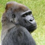 К чему снится горилла: женщине, девушке, беременной, мужчине – толкование по разным сонникам