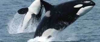 Why do killer whales dream?
