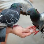 Why do you dream about feeding pigeons?