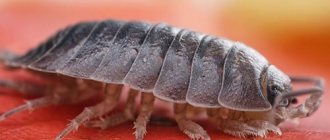 why do you dream about woodlice?