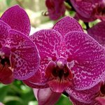 Why do you dream about an orchid according to the dream books of Miller, Freud, Vanga, and collections of other authors