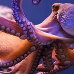 why do you dream about an octopus