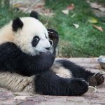 Why do you dream about a panda?