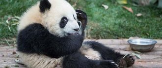К чему снится панда