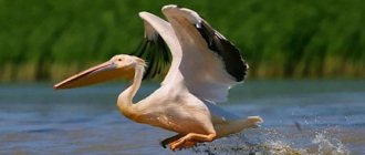 к чему снится пеликан