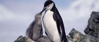 Why does a man dream about a penguin?