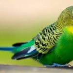 Why does a woman dream about a parrot?