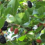 Why do you dream about mulberries?