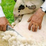 к чему снится шерсть овцы