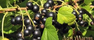Why do you dream about currants - dream book, interpretation of a dream about picking black, red and white currants