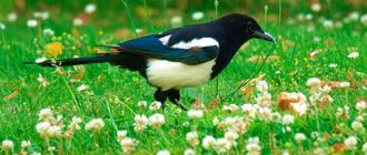 why do you dream about magpie