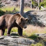 К чему снится убегать от медведя: женщине, девушке, беременной, мужчине – толкование по разным сонникам