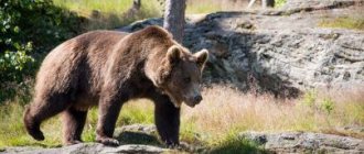 К чему снится убегать от медведя: женщине, девушке, беременной, мужчине – толкование по разным сонникам