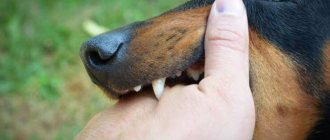 What does a dog bite on the hand mean in a dream?