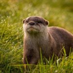 Why do you dream about an otter?