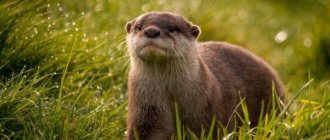 Why do you dream about an otter?