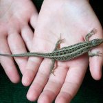 Why do you dream about a lizard: the most common interpretations