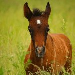 Why do you dream about a foal? Interpretation of a dream with a foal according to dream books 