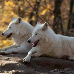 Why do white wolves dream?