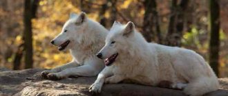 Why do white wolves dream?